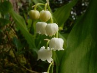 Convallaria majalis 45, Lelietje-van-dalen, Saxifraga-Ed Stikvoort