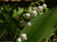 Convallaria majalis 46, Lelietje-van-dalen, Saxifraga-Ed Stikvoort