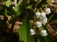 Convallaria majalis 47, Lelietje-van-dalen, Saxifraga-Ed Stikvoort