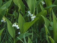 Convallaria majalis 50, Lelietje-van-dalen, Saxifraga-Jan van der Straaten