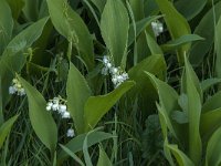 Convallaria majalis 51, Lelietje-van-dalen, Saxifraga-Jan van der Straaten