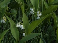 Convallaria majalis 52, Lelietje-van-dalen, Saxifraga-Jan van der Straaten