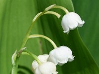 Convallaria majalis 55, Lelietje-van-dalen, Saxifraga-Sonja Bouwman  866. Lelietje-van-Dalen - Convallaria majalis - Asparagaceae familie (i) Zanderij (Maarn), Heidestein (Zeist), Norgerholt (Norg), Ulvenhoutse bos (Ulvenhout)