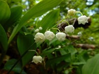 Convallaria majalis 56, Lelietje-van-dalen, Saxifraga-Ed Stikvoort