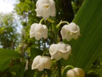 Convallaria majalis 58, Lelietje-van-dalen, Saxifraga-Ed Stikvoort