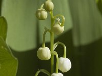 Convallaria majalis 6, Lelietje-van-dalen, Saxifraga-Jan van der Straaten