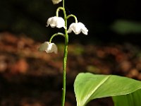 Convallaria majalis 7, Lelietje-van-dalen, Saxifraga-Hans Dekker