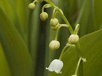 Convallaria majalis 9, Lelietje-van-dalen, Saxifraga-Jan van der Straaten