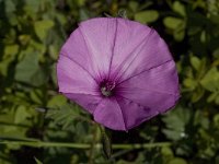 Convolvulus althaeoides 13, Saxifraga-Willem van Kruijsbergen