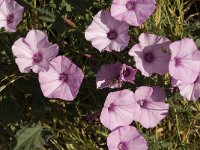 Convolvulus althaeoides 14, Saxifraga-Jan van der Straaten