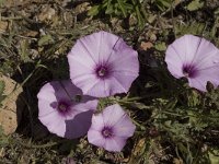 Convolvulus althaeoides 18, Saxifraga-Jan van der Straaten