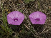 Convolvulus althaeoides 21, Saxifraga-Willem van Kruijsbergen