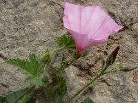 Convolvulus althaeoides 25, Saxifraga-Ed Stikvoort