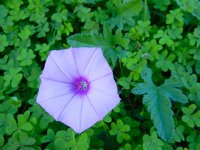 Convolvulus althaeoides 26, Saxifraga-Ed Stikvoort