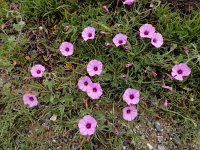 Convolvulus althaeoides 30, Saxifraga-Ed Stikvoort