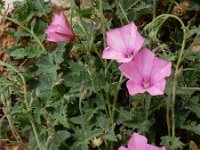 Convolvulus althaeoides 32, Saxifraga-Ed Stikvoort