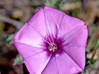 Convolvulus althaeoides 37, Saxifraga-Sonja Bouwman  Mediterrane winde - Convolvulus althaeoides - Convolvulaceae familie; San Jose (Es)