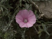 Convolvulus althaeoides 6, Saxifraga-Jan van der Straaten