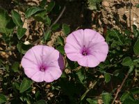 Convolvulus althaeoides 7, Saxifraga-Dirk Hilbers