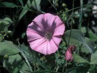 Convolvulus althaeoides ssp tenuissimus 4, Saxifraga-Jan van der Straaten