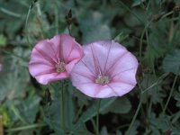 Convolvulus althaeoides ssp tenuissimus 5, Saxifraga-Jan van der Straaten