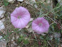 Convolvulus althaeoides ssp tenuissimus 8, Saxifraga-Jasenka Topic