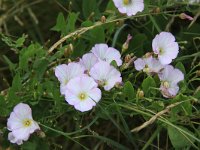 Convolvulus arvensis 13, Akkerwinde, Saxifraga-Peter Meininger