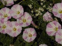 Convolvulus arvensis 14, Akkerwinde, Saxifraga-Jan van der Straaten