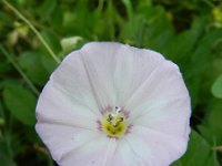 Convolvulus arvensis 17, Akkerwinde, Saxifraga-Rutger Barendse