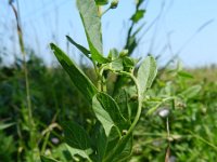 Convolvulus arvensis 20, Akkerwinde, Saxifraga-Rutger Barendse