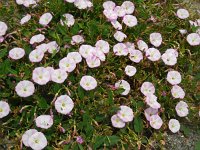 Convolvulus arvensis 23, Akkerwinde, Saxifraga-Ed Stikvoort