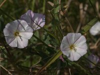 Convolvulus arvensis 31, Akkerwinde, Saxifraga-Jan van der Straaten