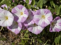 Convolvulus arvensis 33, Akkerwinde, Saxifraga-Jan van der Straaten