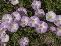 Convolvulus arvensis 34, Akkerwinde, Saxifraga-Jan van der Straaten