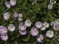 Convolvulus arvensis 35, Akkerwinde, Saxifraga-Jan van der Straaten