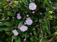 Convolvulus arvensis 41, Akkerwinde, Saxifraga-Peter Meininger