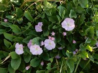 Convolvulus arvensis 42, Akkerwinde, Saxifraga-Peter Meininger