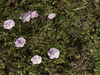 Convolvulus arvensis 44, Akkerwinde, Saxifraga-Jan van der Straaten