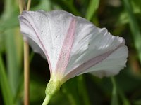 Convolvulus arvensis 51, Akkerwinde, Saxifraga-Sonja Bouwman  Akkerwinde - Convolvulus arvensis - Convolvulaceae familie