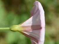 Convolvulus arvensis 54, Akkerwinde, Saxifraga-Sonja Bouwman  Akkerwinde - Convolvulus arvensis - Convolvulaceae familie