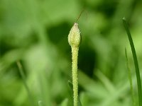 Convolvulus arvensis 56, Akkerwinde, Saxifraga-Sonja Bouwman