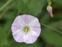 Convolvulus arvensis 57, Akkerwinde, Saxifraga-Tom Heijnen