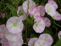 Convolvulus arvensis 9, Akkerwinde, Saxifraga-Peter Meininger