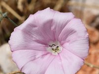 Convolvulus elegantissimus 10, Saxifraga-Sonja Bouwman  Z18. Silvery mallow-leaved bindweed - Convolvulus elegantissimus - Convolvulaceae familie