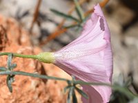 Convolvulus elegantissimus 11, Saxifraga-Sonja Bouwman  Z18. Silvery mallow-leaved bindweed - Convolvulus elegantissimus - Convolvulaceae familie