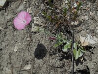 Convolvulus elegantissimus 14, Saxifraga-Ed Stikvoort