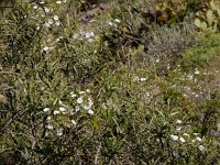 Convolvulus floridus 6, Saxifraga-Ed Stikvoort