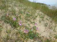 Convolvulus soldanella 16, Zeewinde, Saxifraga-Ed Stikvoort