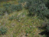 Convolvulus soldanella 19, Zeewinde, Saxifraga-Ed Stikvoort