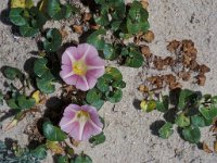 Convolvulus soldanella 2, Zeewinde, Saxifraga-Piet Zomerdijk